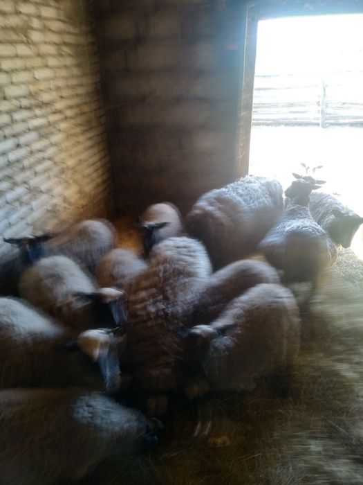 Продам отару овець в кількості 15 штук,є квітні ярки,Дорослий Баран та два молодих,Романівська порода. Ціна договірна.