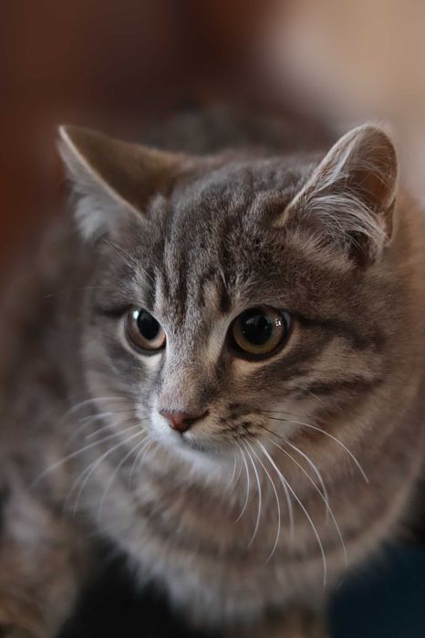 Кошенятко у добрі руки