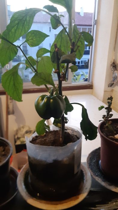 Pimenteiros vareados