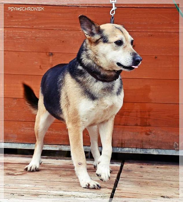 Boguś - cudowny kundelek chce dać Ci swoje serce