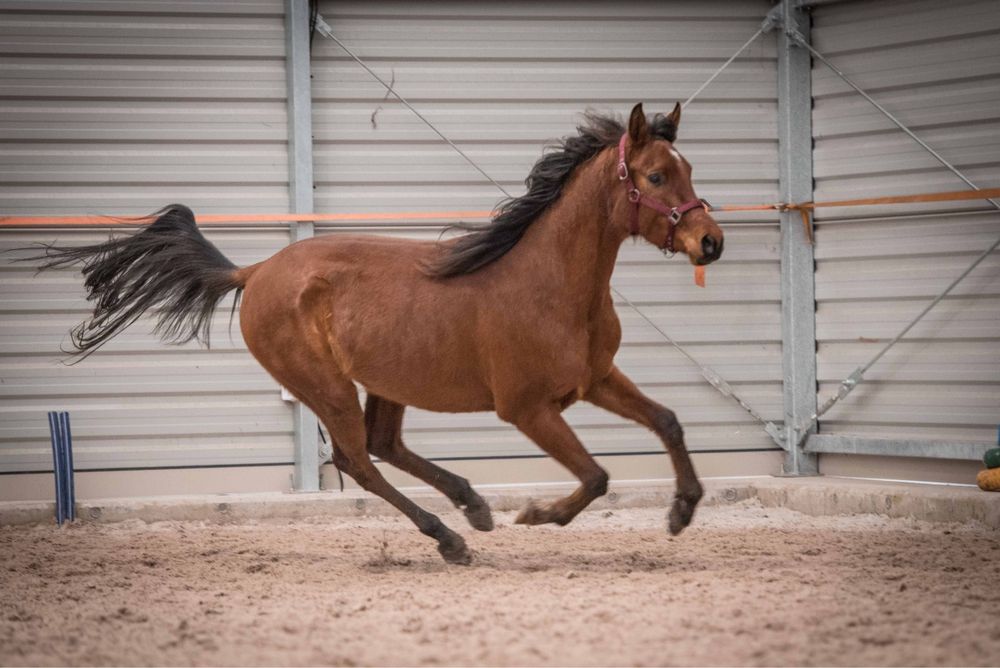 Sprzedam konia czystej krwi arabskiej