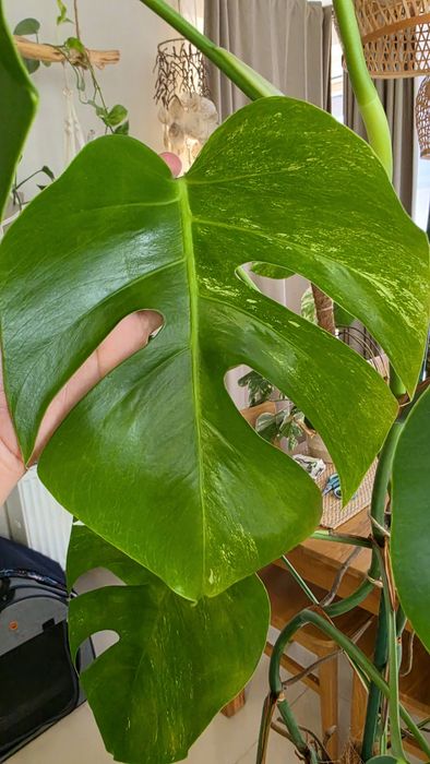 Monstera variegata