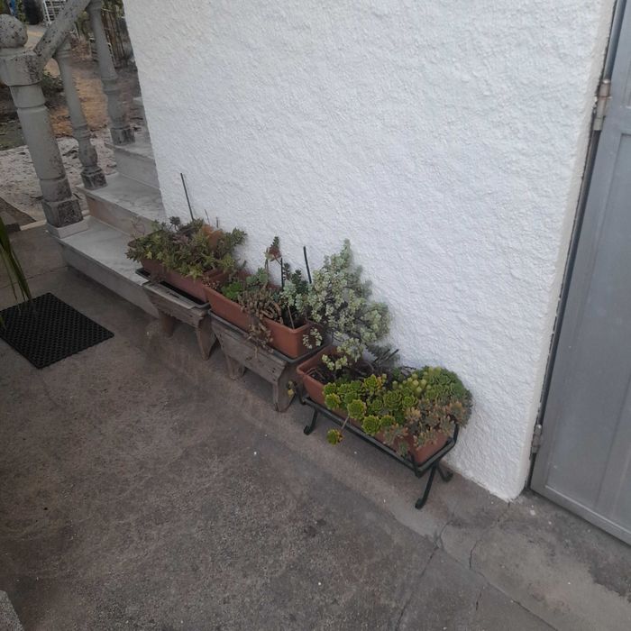 Plantas e flores