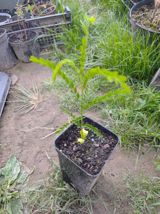 Paulownia tomentosa, Glediczja trójcierniowa