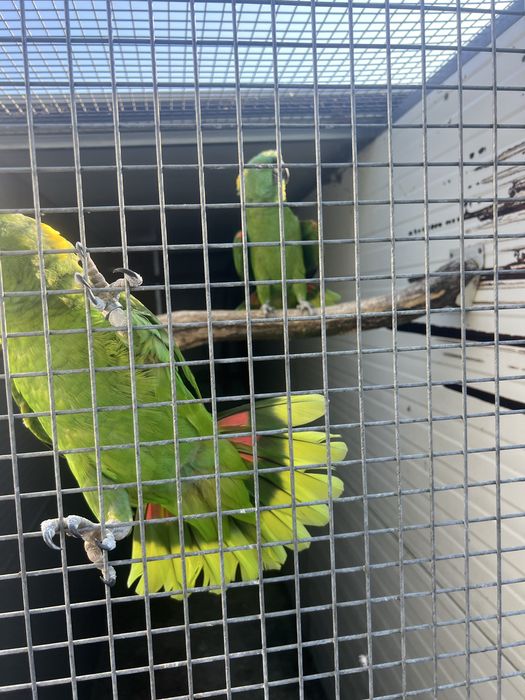 Casal de auropalliata de 2016
