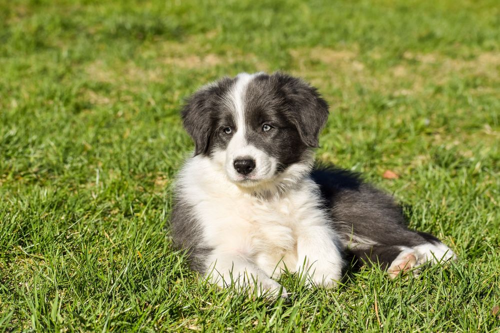 Szczenię border collie FCI