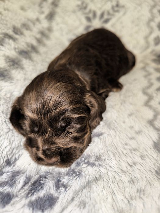 Cocker spaniel angielski CZEKOLADOWA suczka