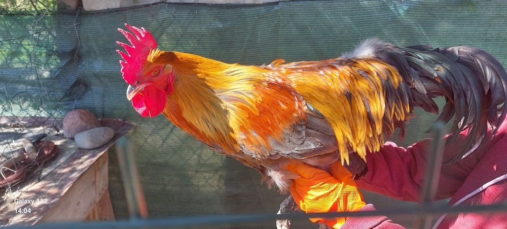 Kogut Marans 2 latek