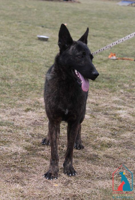 Młoda sunia - mieszaniec owczarka holenderskiego