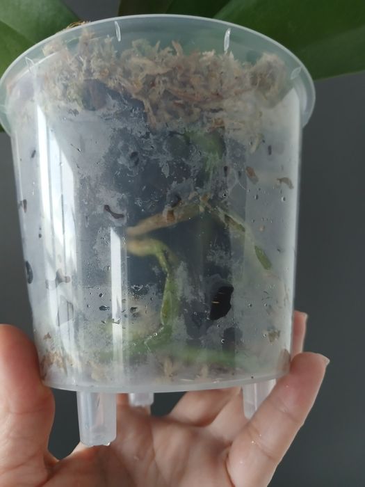 Орхідея біг ліп продам