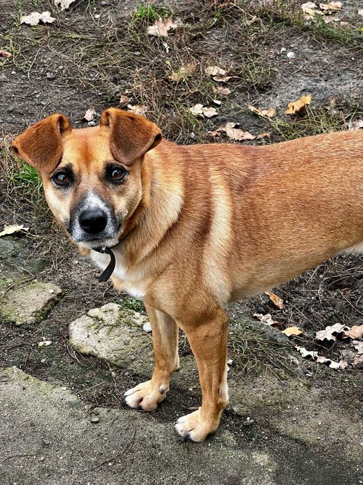 DeeDee - lękliwa suczka szuka domu tymczasowego lub stałego