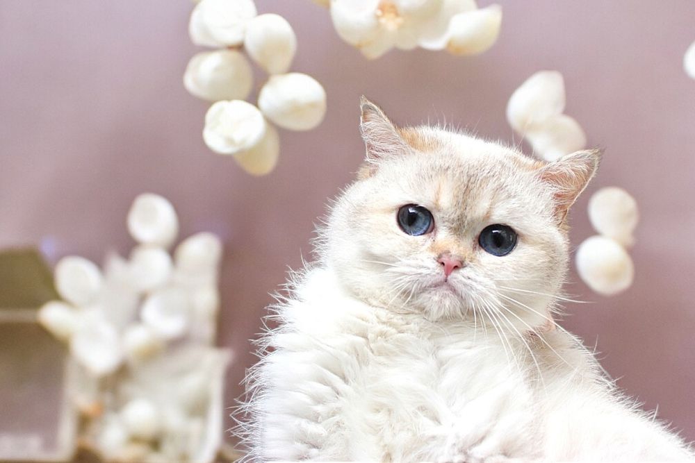 Чудесные высокопородные кошки и коты