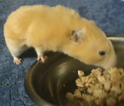 Королівський хом'як