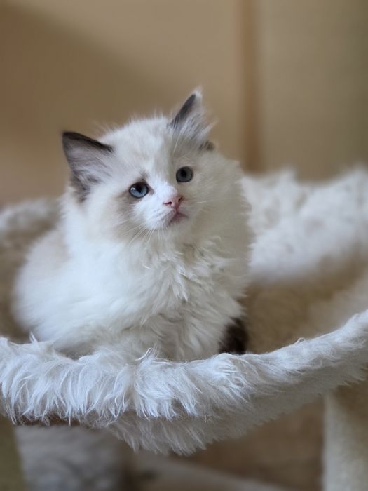 Ragdoll kotka FPL