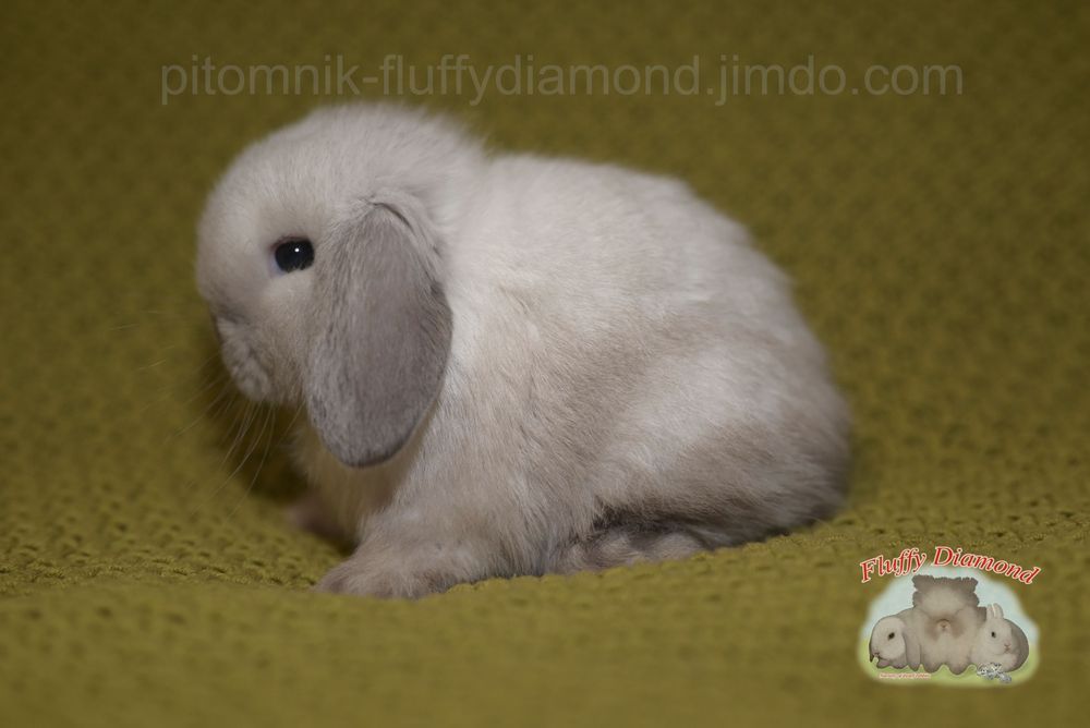 Дівчинка породи NHD (Nederlandse Hangoor Dwerg)