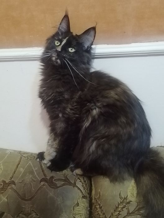 Шикарные  котята мейн-кун