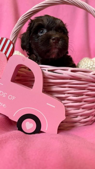 Цуценята гаванського бішона  або хаванеза