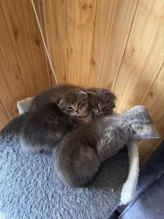 Продам висловухих кошенят