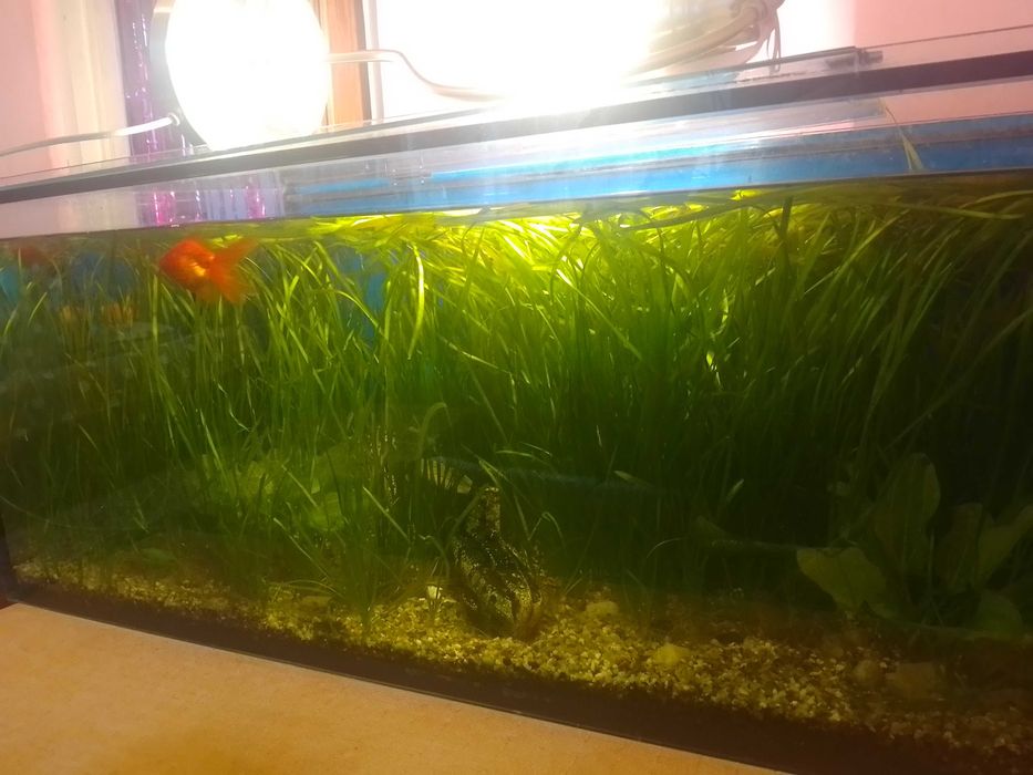 Sprzedam DUŻY akwarium ze wszystkim wyposażeniem