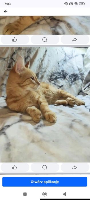 !! Kokos do pilnej adopcji!!