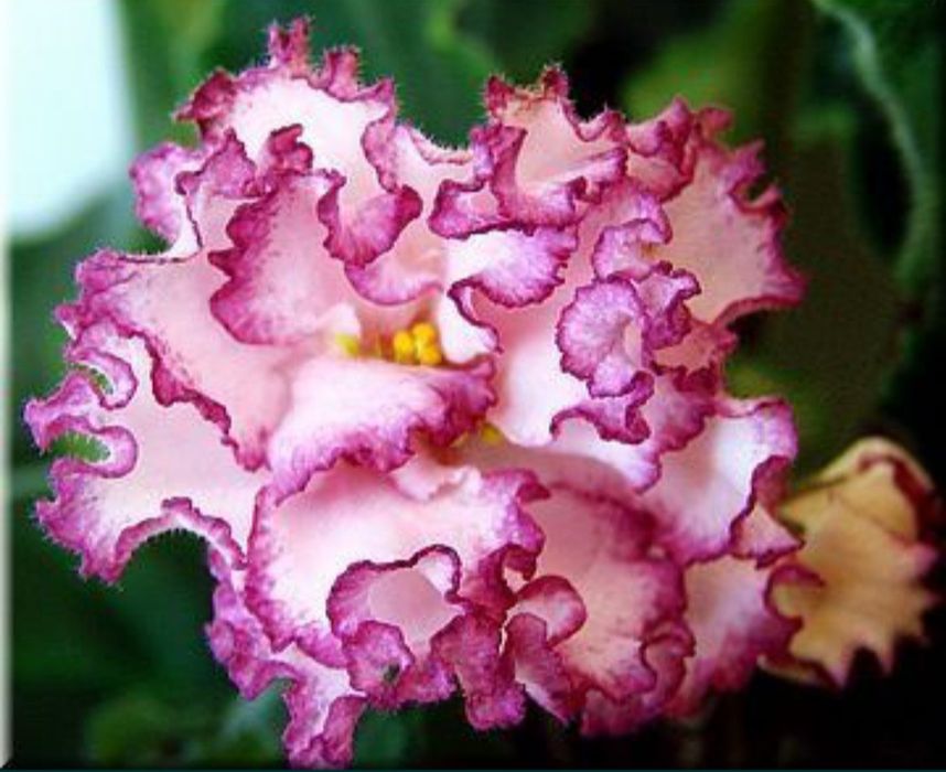 Сенполии фиалки 70 сортов