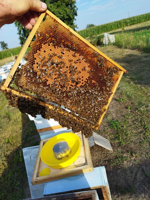 Rodziny pszczele, pszczoły