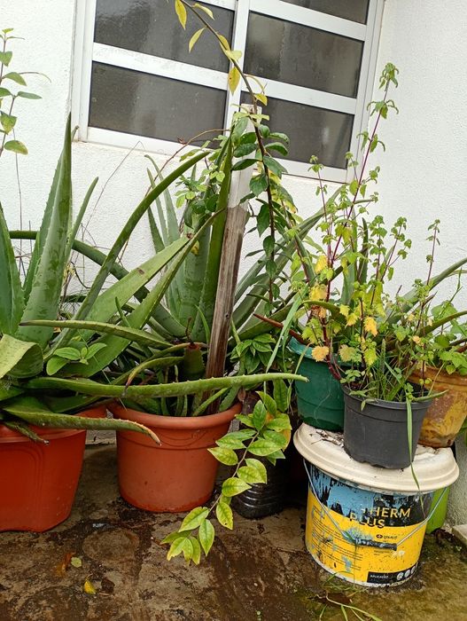 Vasos com Aloé Vera Grande