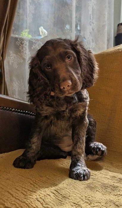 Szczeniak Polski Spaniel Myśliwski