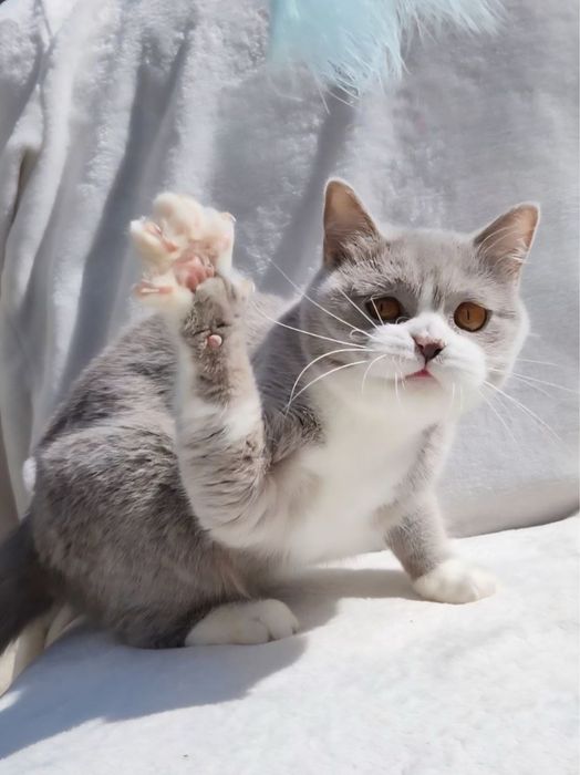 Чарівна дівчинка шотландська