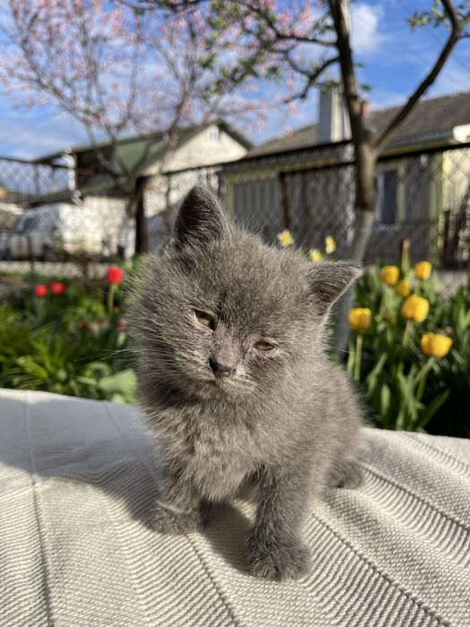 Кошення шотландець