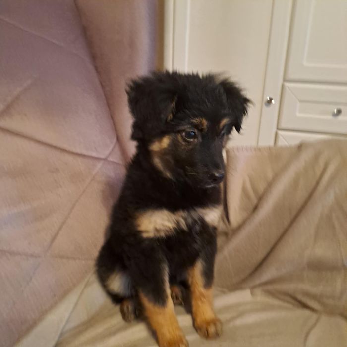 Cudowne szczeniaki szukają domków