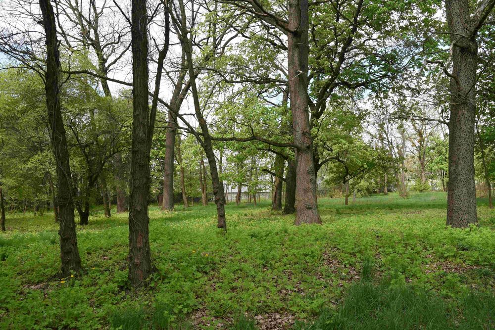 Sigma DC 17-70mm 2.8-4.5  MACRO  / Nikon F