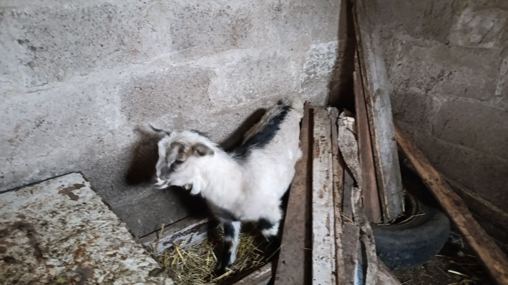 Цапик. Цапики на проведення. Ламанча і альпієць