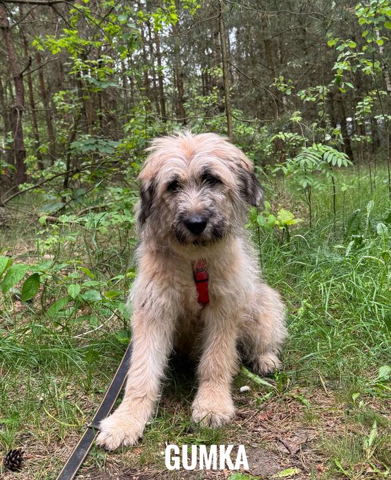 7 miesieczna Gumka do adopcji