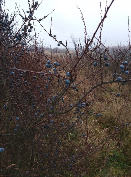 Owoce suszone głogu naturalne