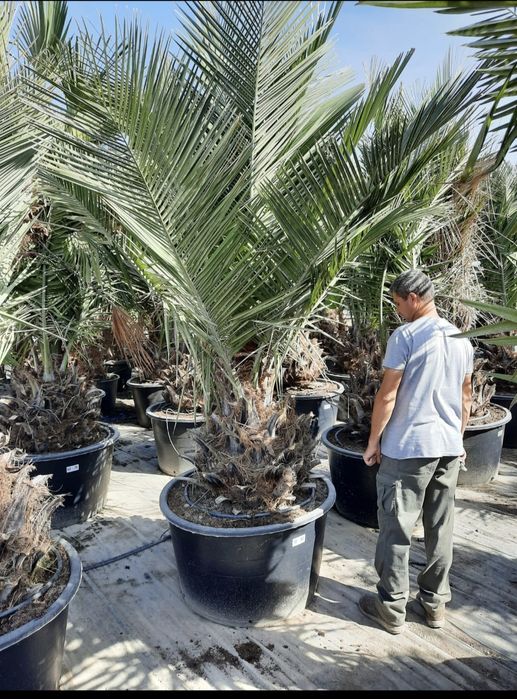 Rośliny egzotyczne.  Palma mrozoodporna.  Rostrata. Fortunei Filifera