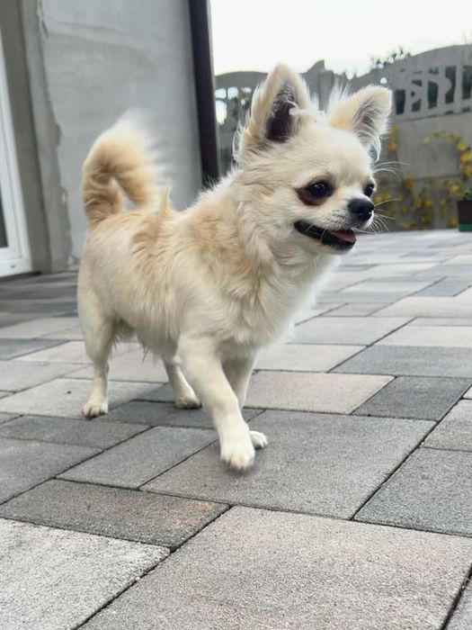 Chlopiec Chihuahua ZKwP Fci