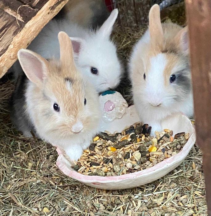 coelhos anões 1 mês e meio