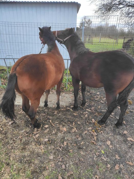 Ogierki huculskie,hucuły