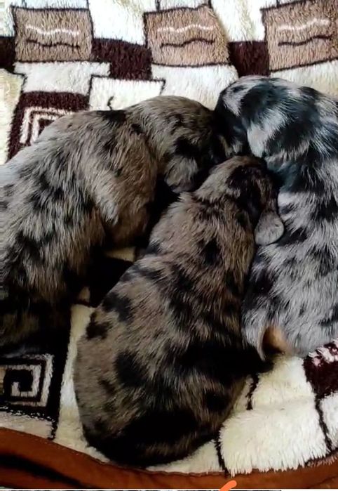 Шикарнючі дашин пуделята