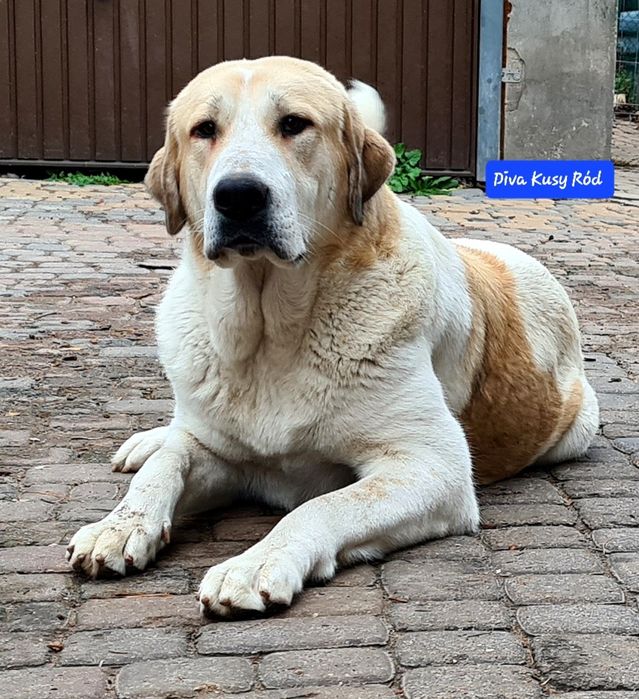 Owczarek środkowoazjatycki FCI