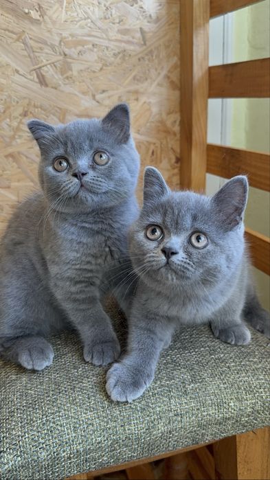 Шотландські кошенята/Scottishkittens/