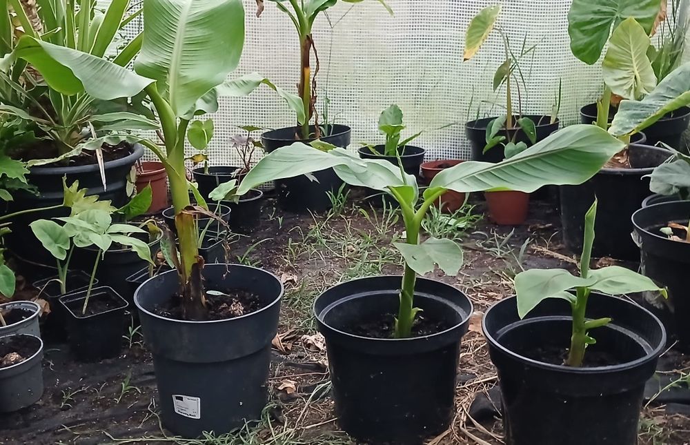 Bananowiec Musa basjo egzotyczna roślina