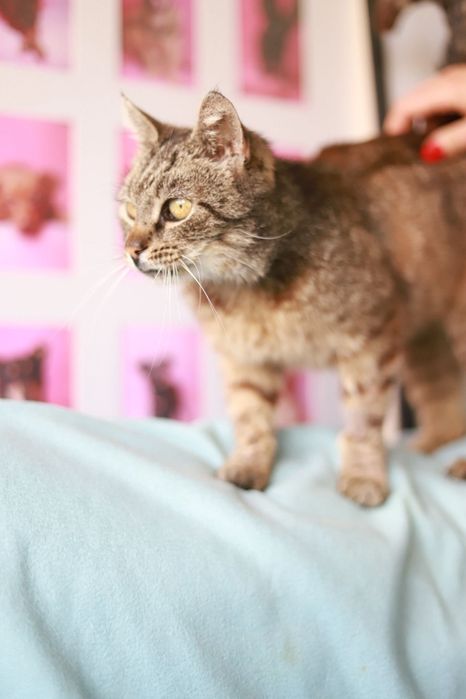 Miła i łagodna kotka Krysia rozgląda się za nowym opiekunem