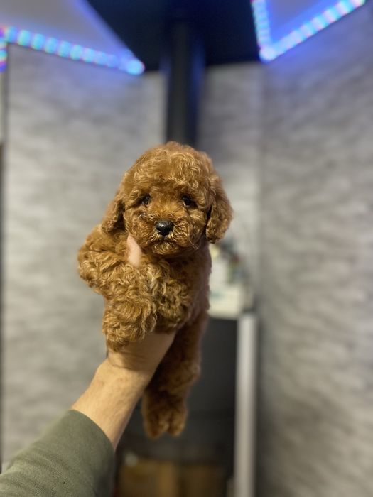 Цуценята мальтіпу