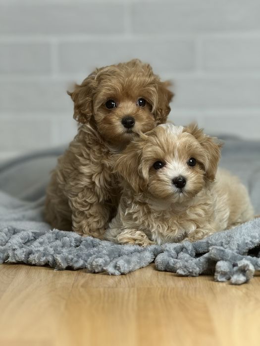 Качественные щеночки Мальтипу !!!