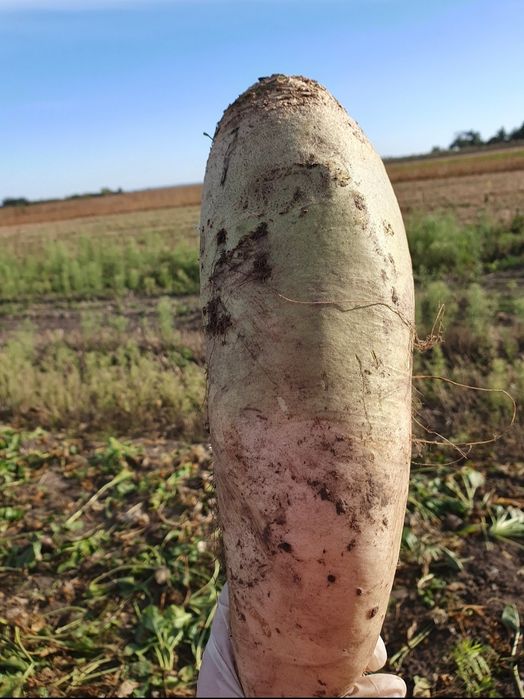 Продам Кормовий Буряк