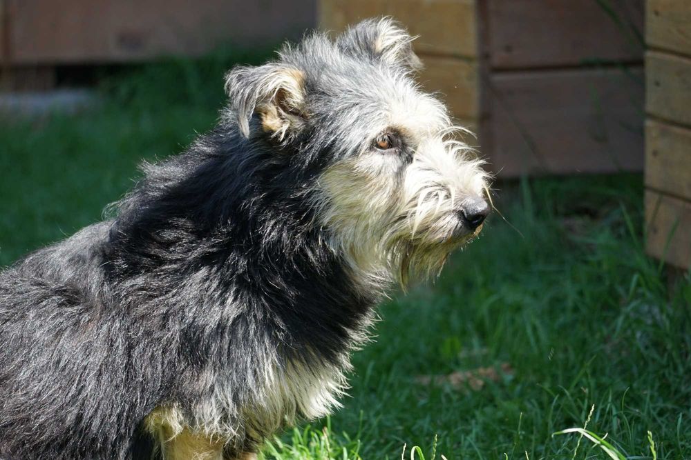 Sand - szorstkowłosy piesek szuka domu