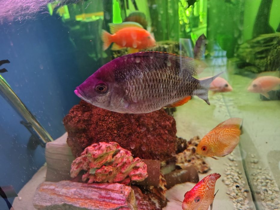 Sprzedam dorosłe pyszczaki