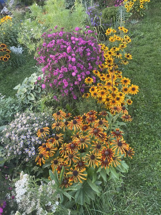 Rudbekia naga wysoka i inne,byliny wieloletnie